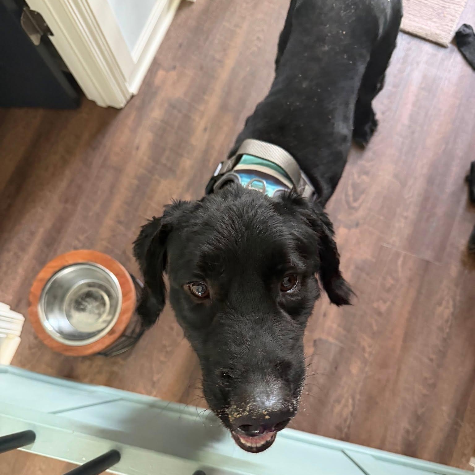 Denver, a Adoptable mixed breed in Buford, GA image 3/5