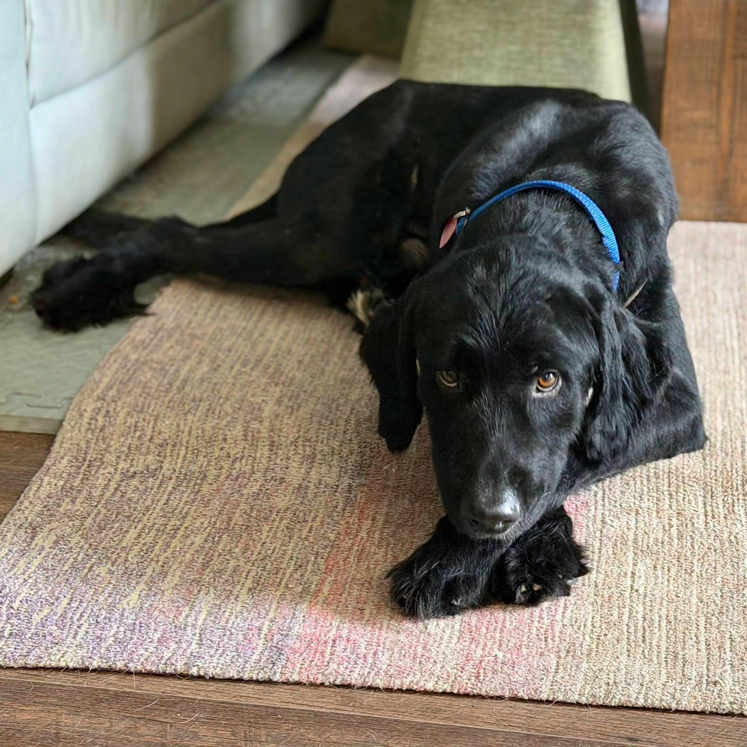 Denver, a Adoptable mixed breed in Buford, GA image 2/5