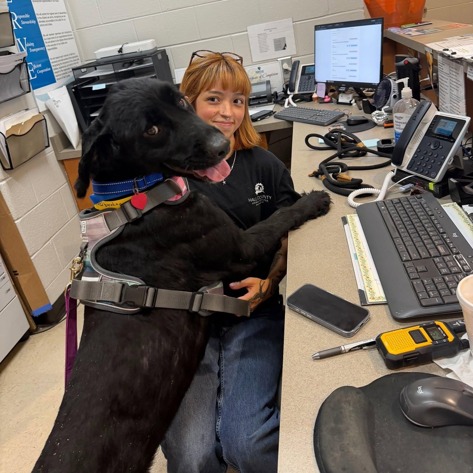 Denver, a Adoptable mixed breed in Buford, GA image 5/5