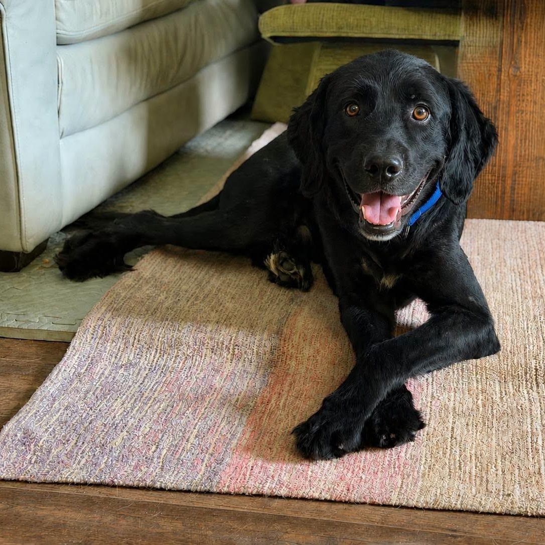 Denver, Adoptable, Adult Male Labradoodle & Flat-Coated Retriever.