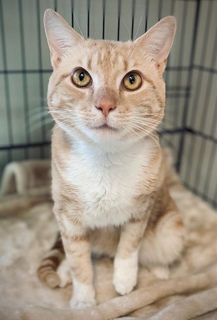 Pugsley, Adoptable, Adult Male Domestic Short Hair.