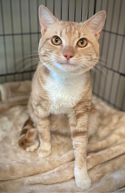 Enlarge Pugsley, a Adoptable Domestic Short Hair in Duxbury, MA image 2/3