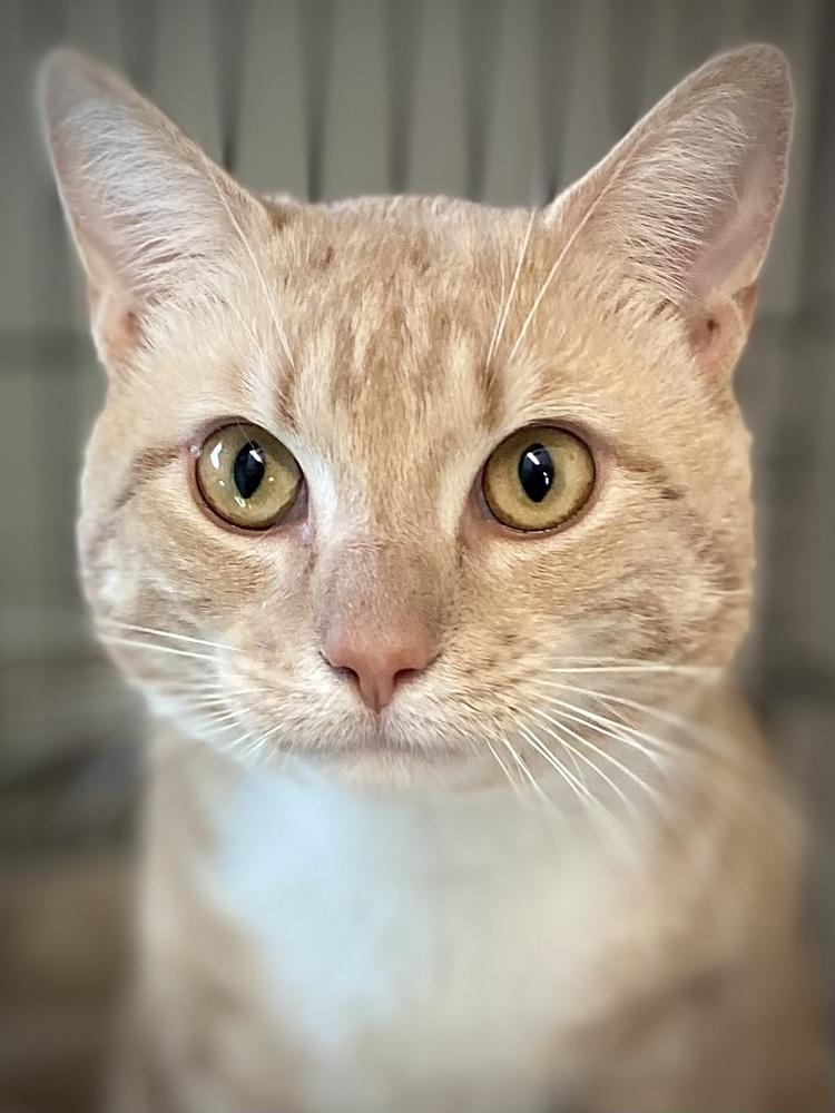 Enlarge Pugsley, a Adoptable Domestic Short Hair in Duxbury, MA image 3/3