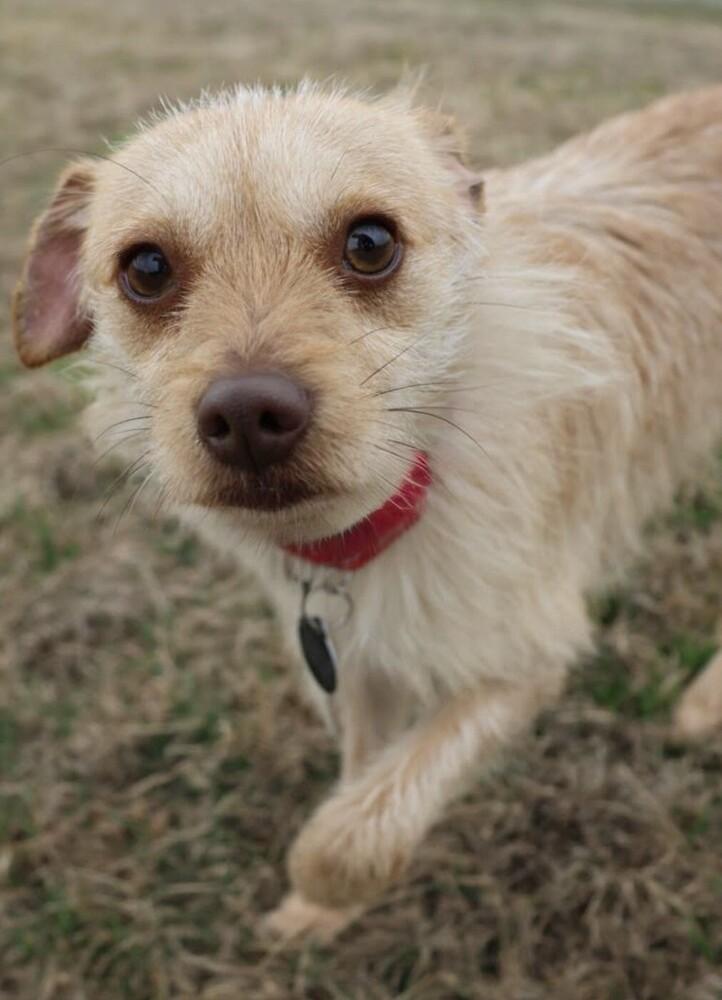 Enlarge Mojo, a Adoptable mixed breed in Washington, DC image 1/6