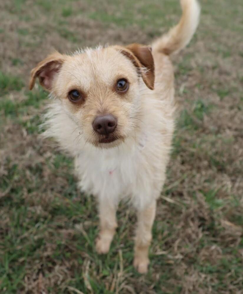 Enlarge Mojo, a Adoptable mixed breed in Washington, DC image 2/6