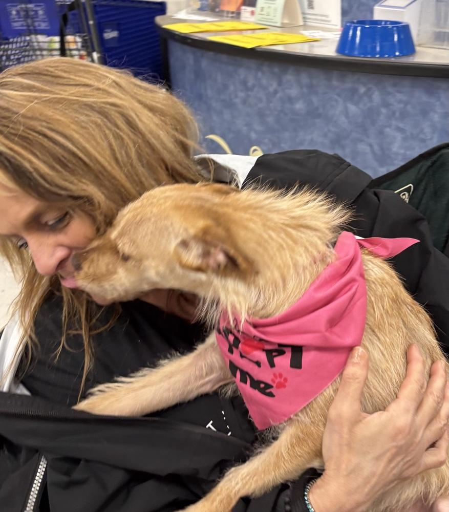 Enlarge Mojo, a Adoptable mixed breed in Washington, DC image 3/6