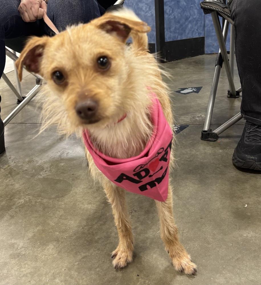 Enlarge Mojo, a Adoptable mixed breed in Washington, DC image 4/6