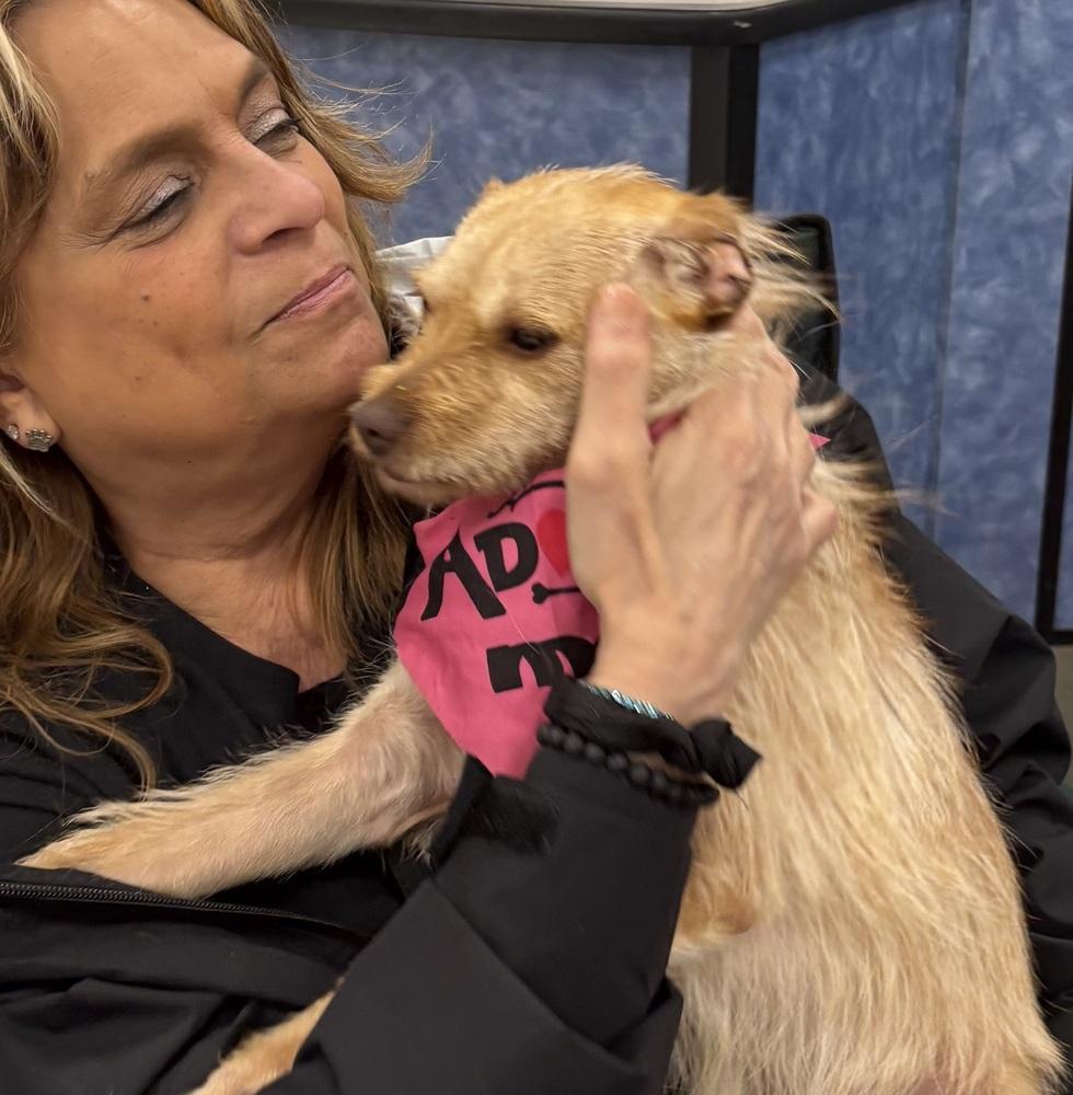 Enlarge Mojo, a Adoptable mixed breed in Washington, DC image 5/6