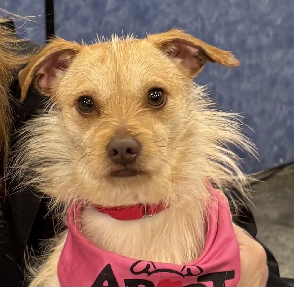 Enlarge Mojo, a Adoptable mixed breed in Washington, DC image 6/6