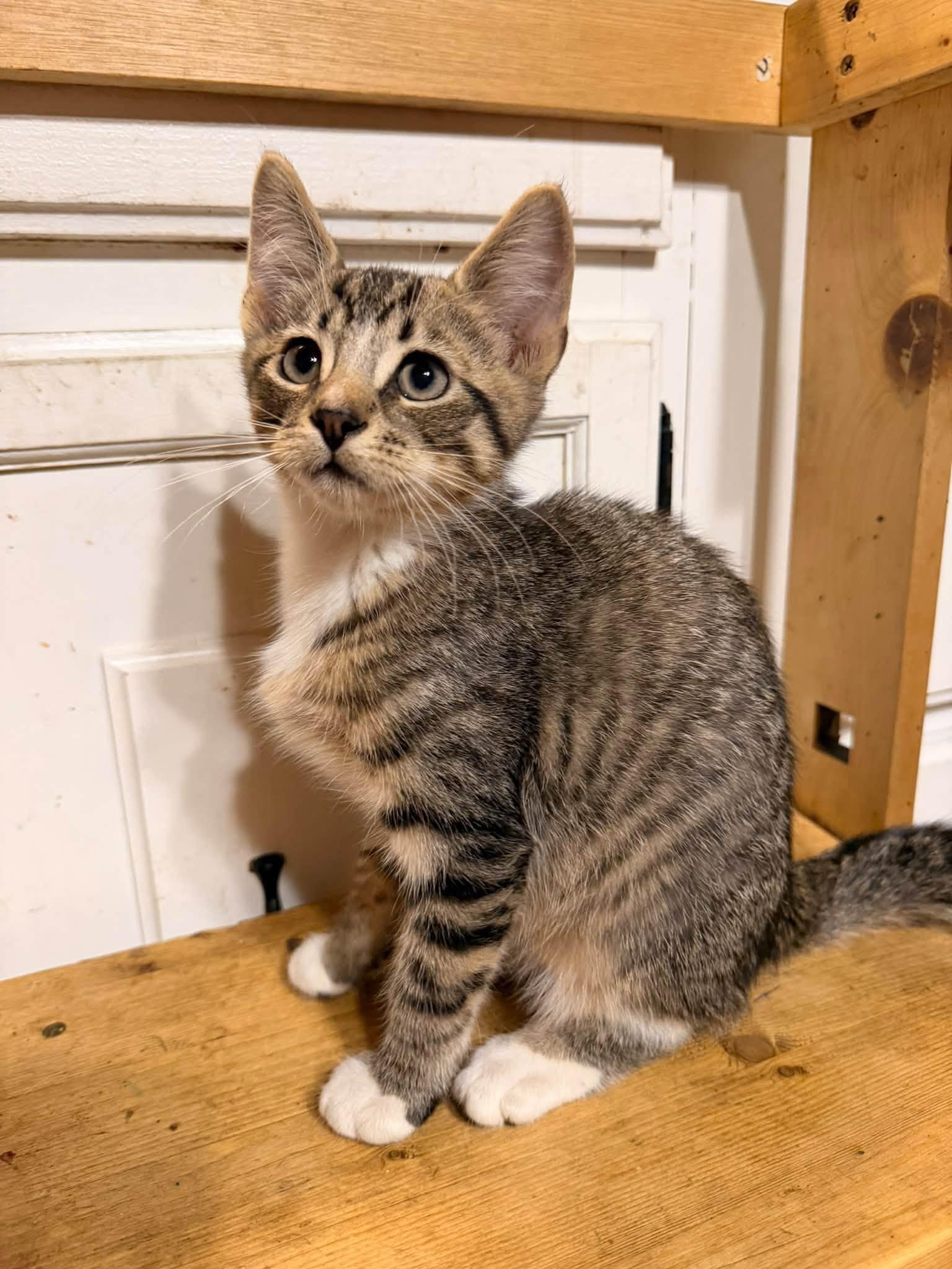 Enlarge DJ Catnip, a Adoptable Domestic Short Hair in Rumford, ME image 1/1