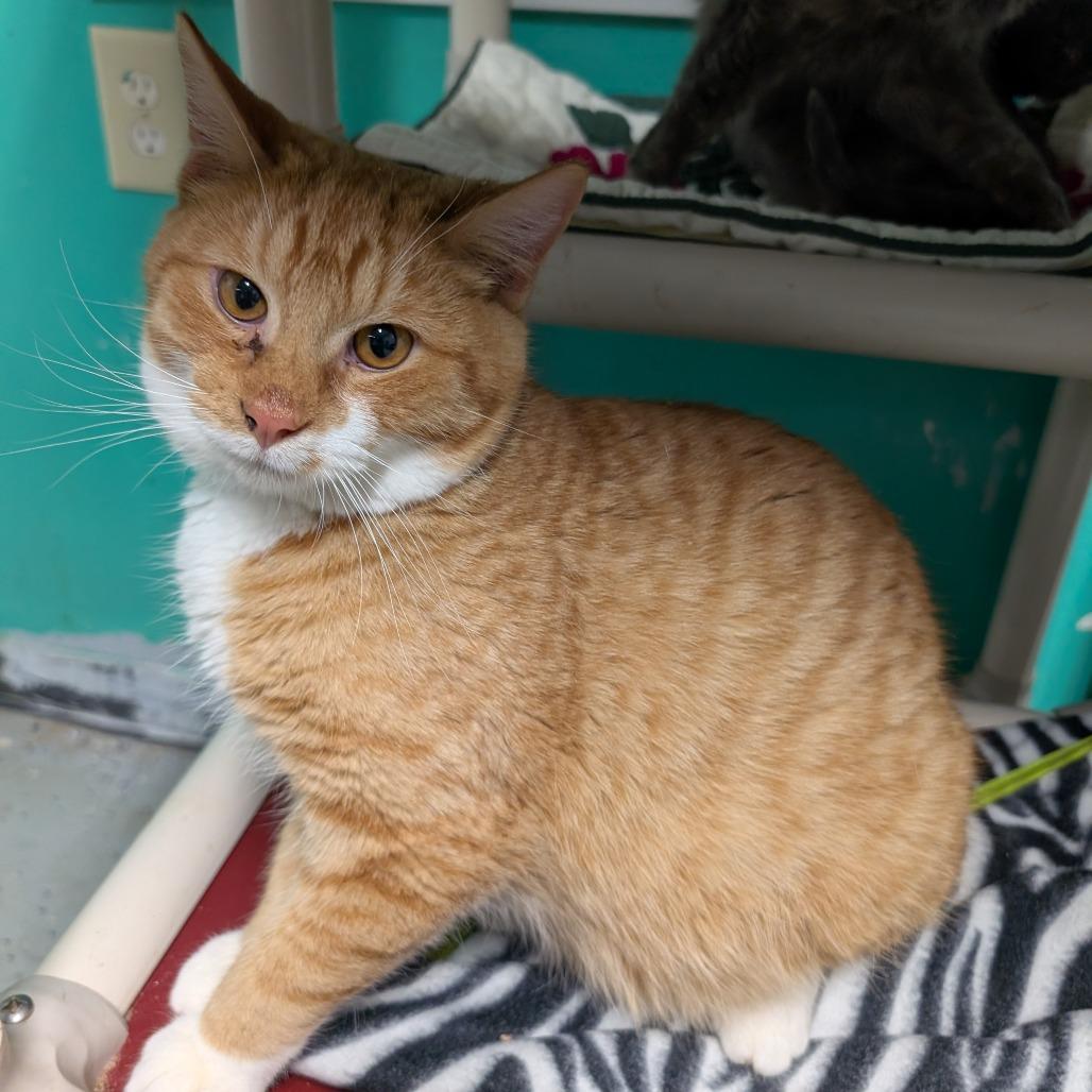 Garfield, a Adoptable Domestic Short Hair in Blair, WI image 2/3