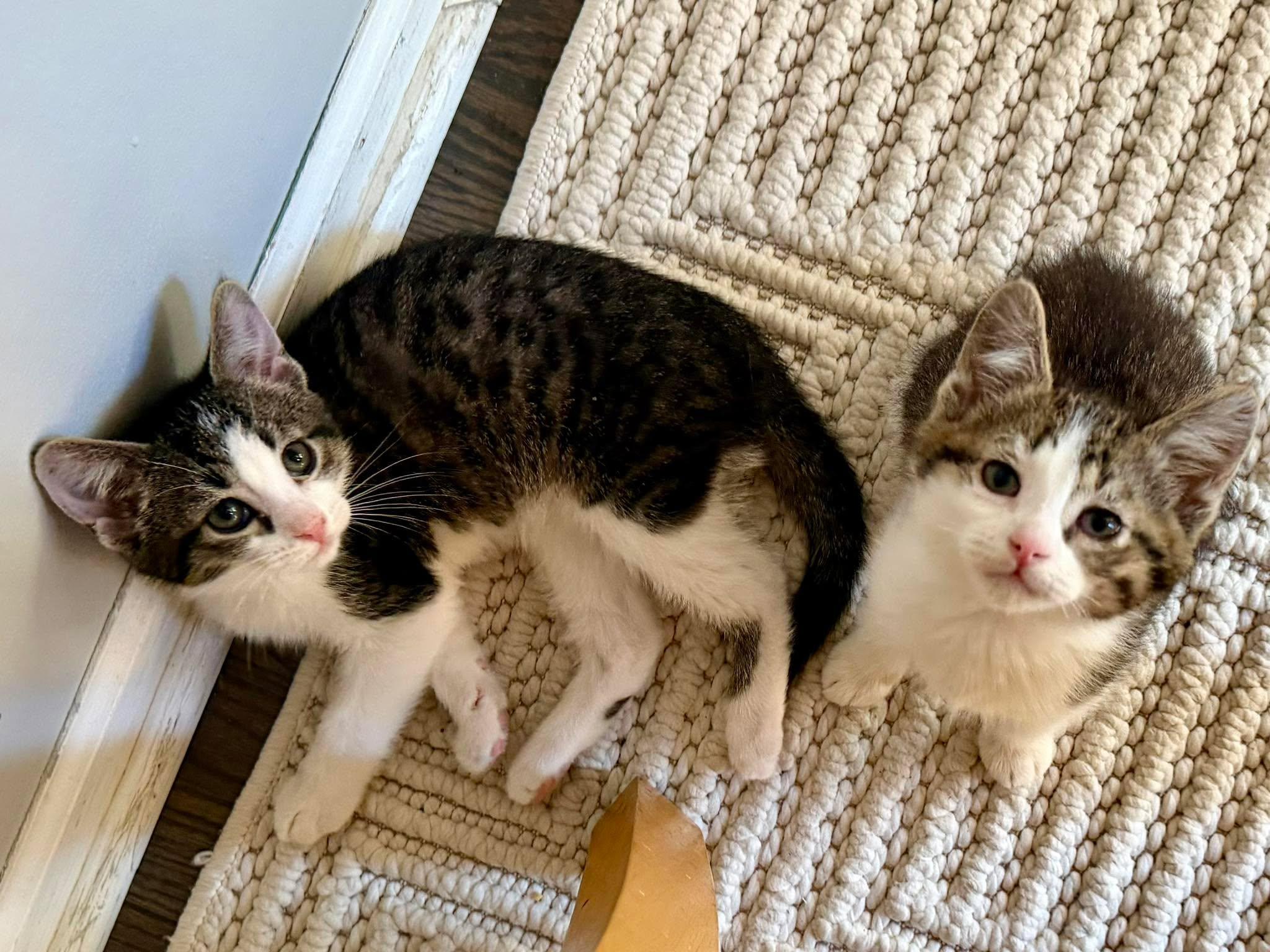 Enlarge Mater & McQueen, an adopted Domestic Short Hair in Overland Park, KS image 6/6