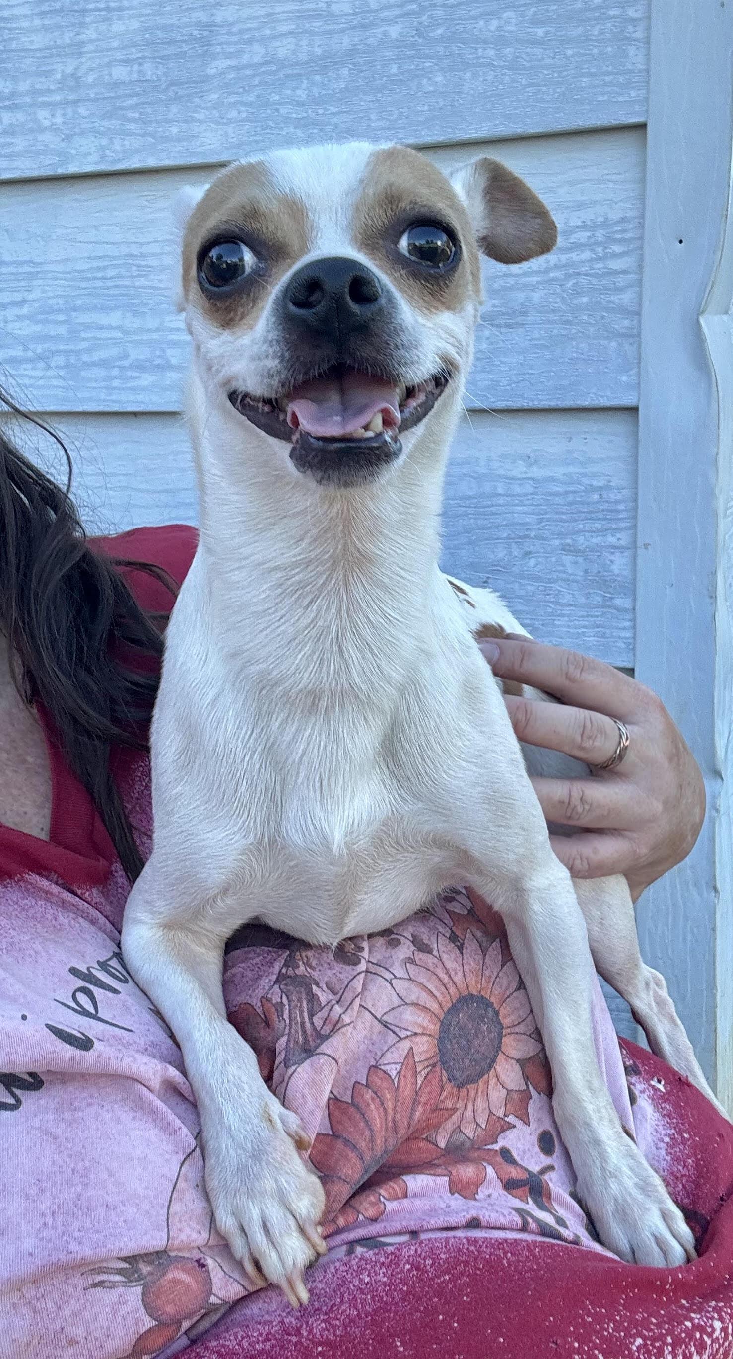 Enlarge Charlie, a Adoptable mixed breed in Maiden, NC image 1/5