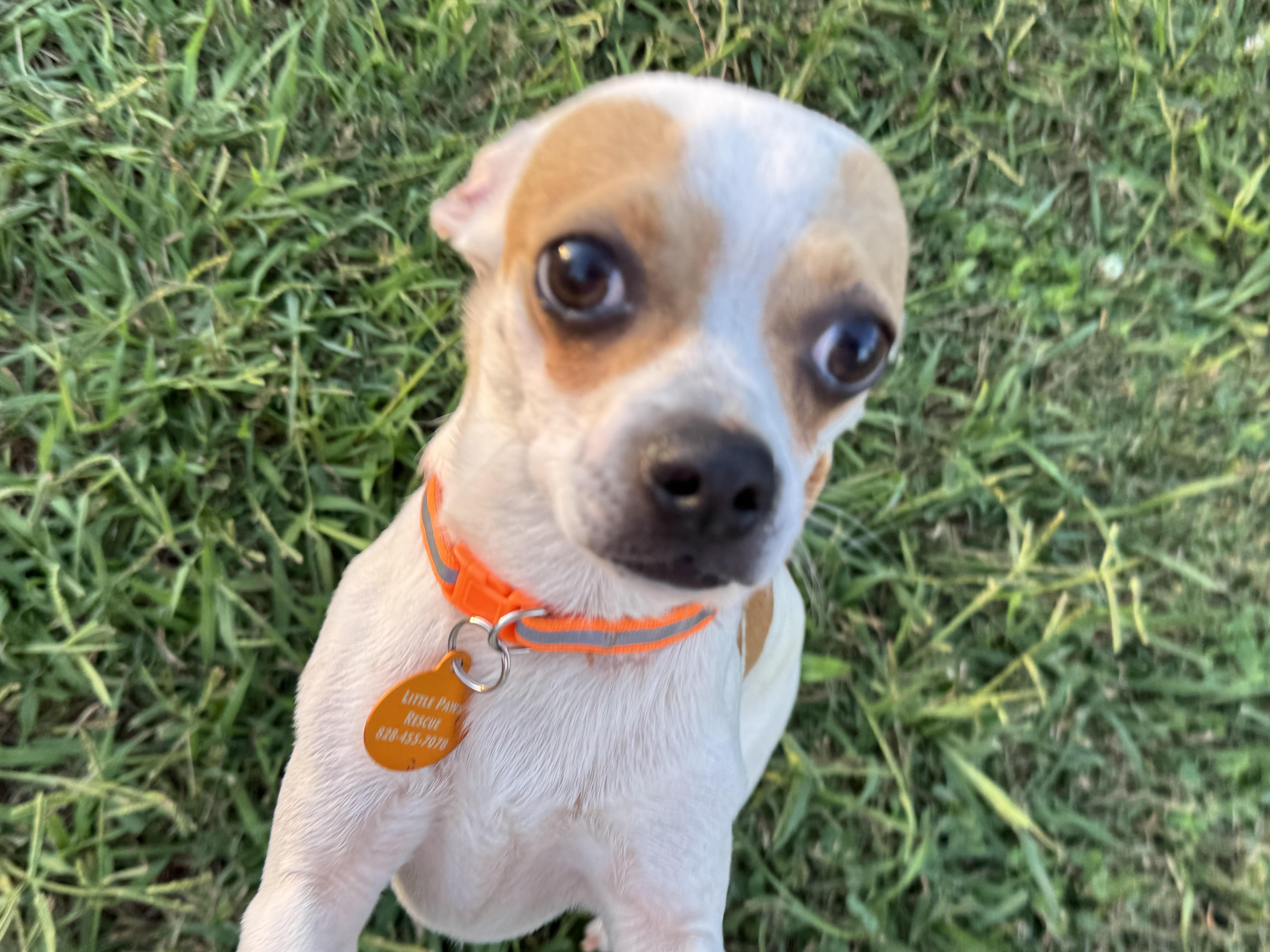 Enlarge Charlie, a Adoptable mixed breed in Maiden, NC image 5/5