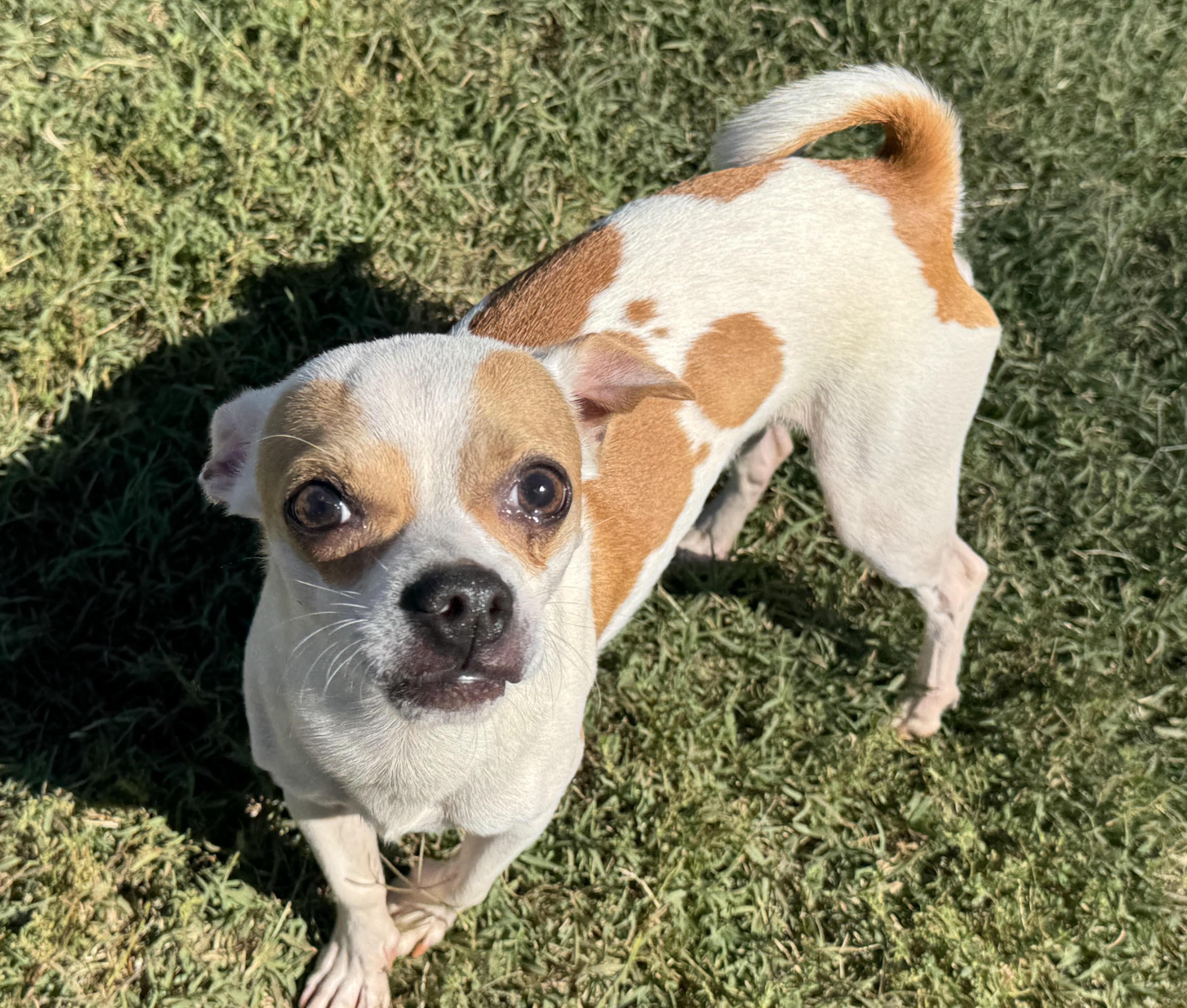 Enlarge Charlie, a Adoptable mixed breed in Maiden, NC image 2/5