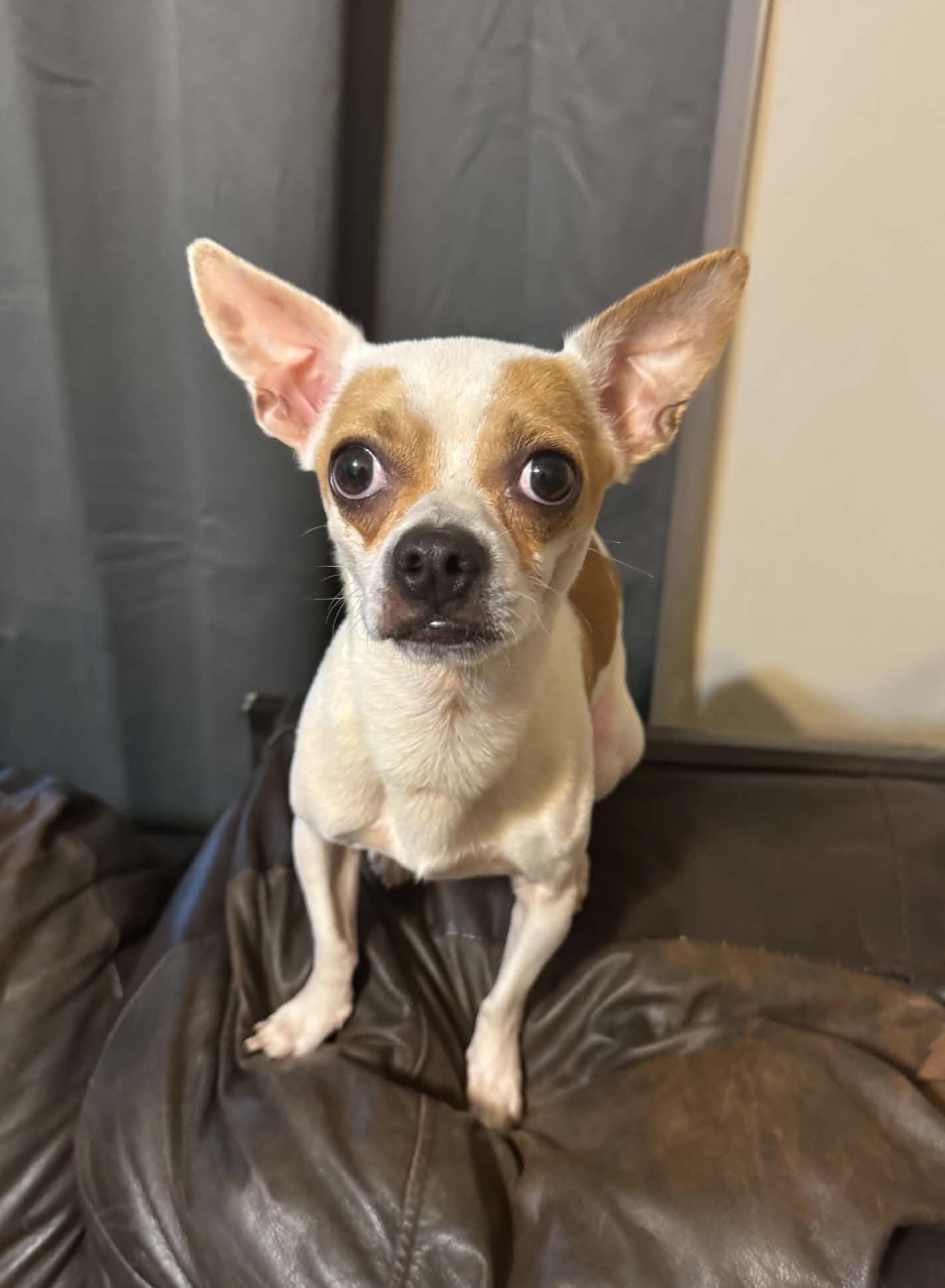 Enlarge Charlie, a Adoptable mixed breed in Maiden, NC image 3/5