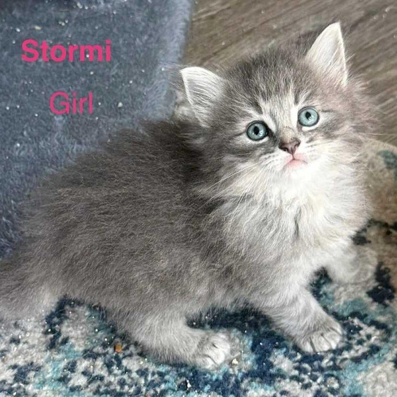 Enlarge Stormi, a Adopted Domestic Long Hair in West Plains, MO image 1/1