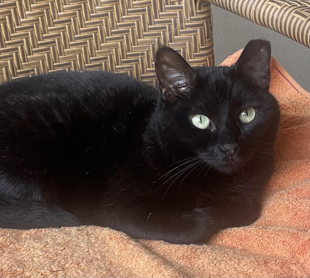 Baby Girl, Adoptable, Adult Female Domestic Short Hair.