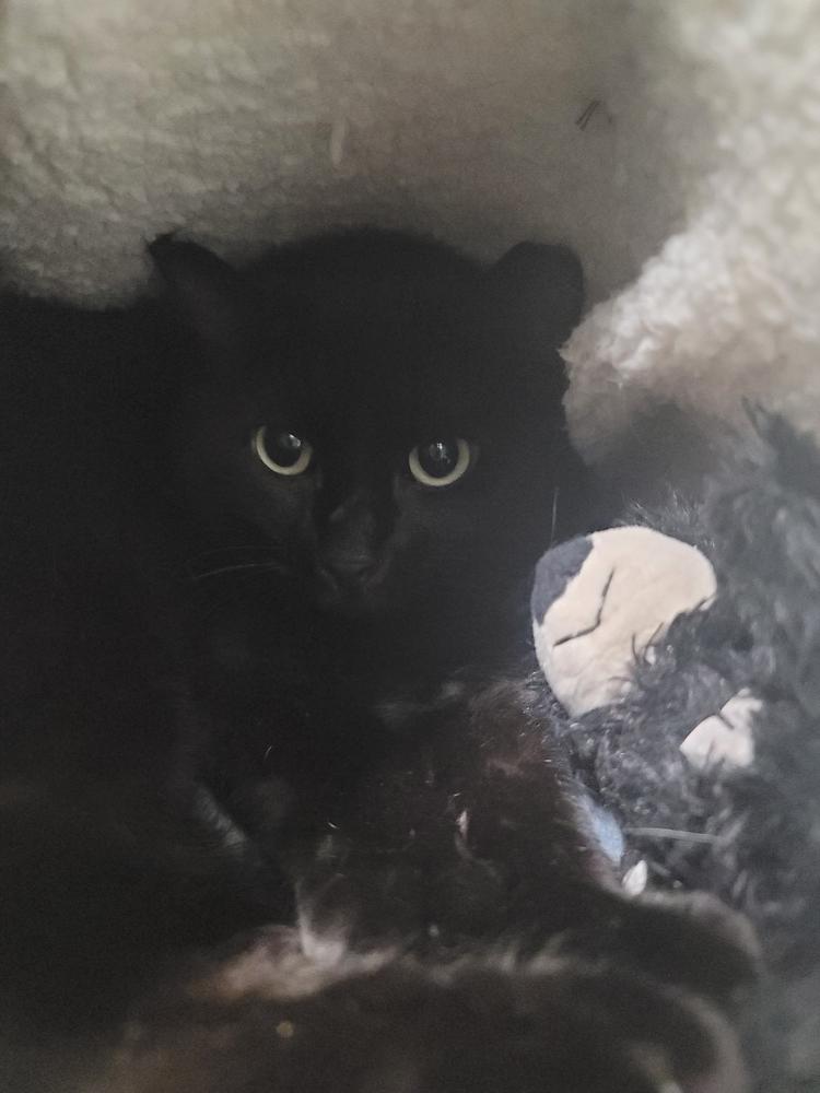 Baby Girl, Adoptable, Adult Female Domestic Short Hair.