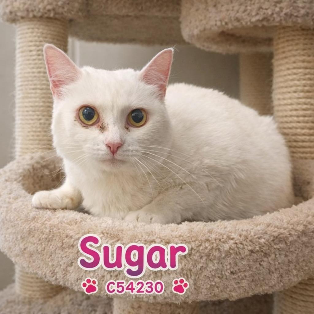 Enlarge Sugar, a Adoptable mixed breed in Clarksville, TN image 1/1