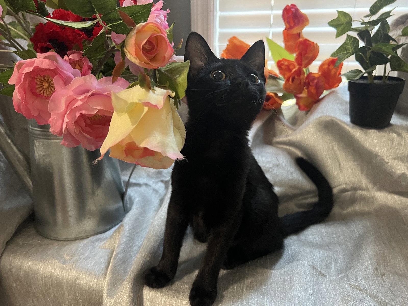 Enlarge Mae, a Adoptable Domestic Short Hair in Fayetteville, GA image 1/3