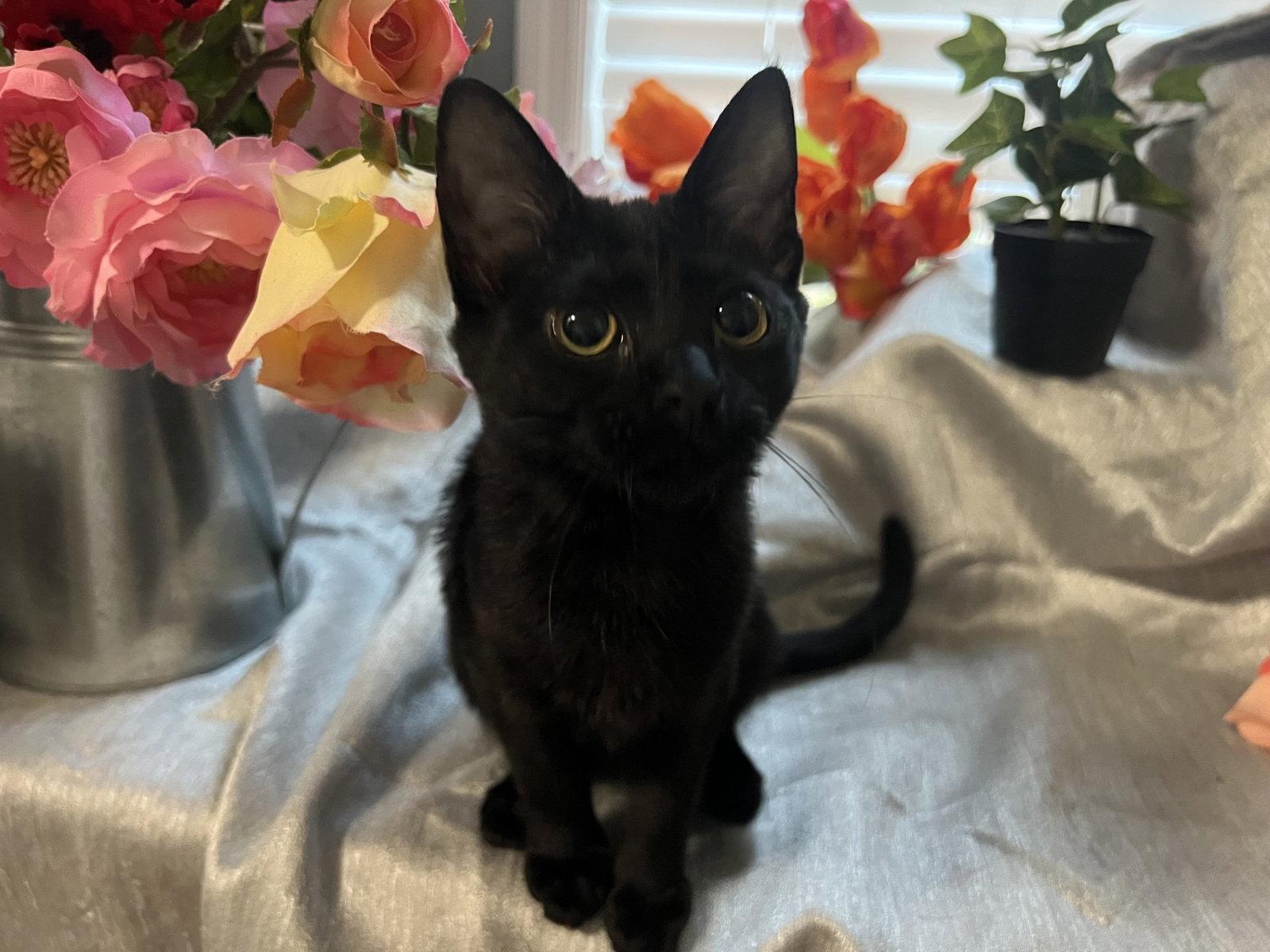 Enlarge Mae, a Adoptable Domestic Short Hair in Fayetteville, GA image 2/3