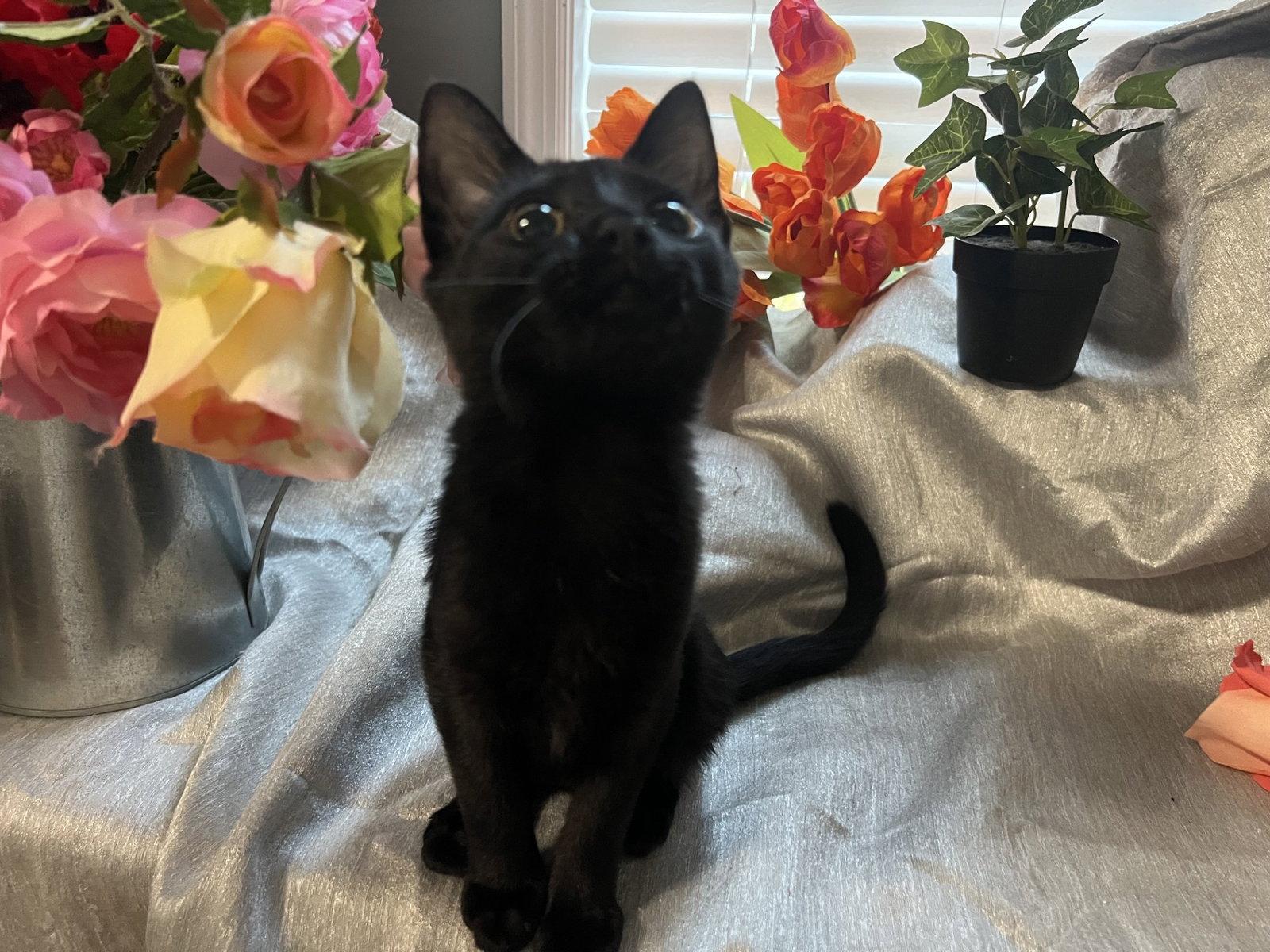 Enlarge Mae, a Adoptable Domestic Short Hair in Fayetteville, GA image 3/3