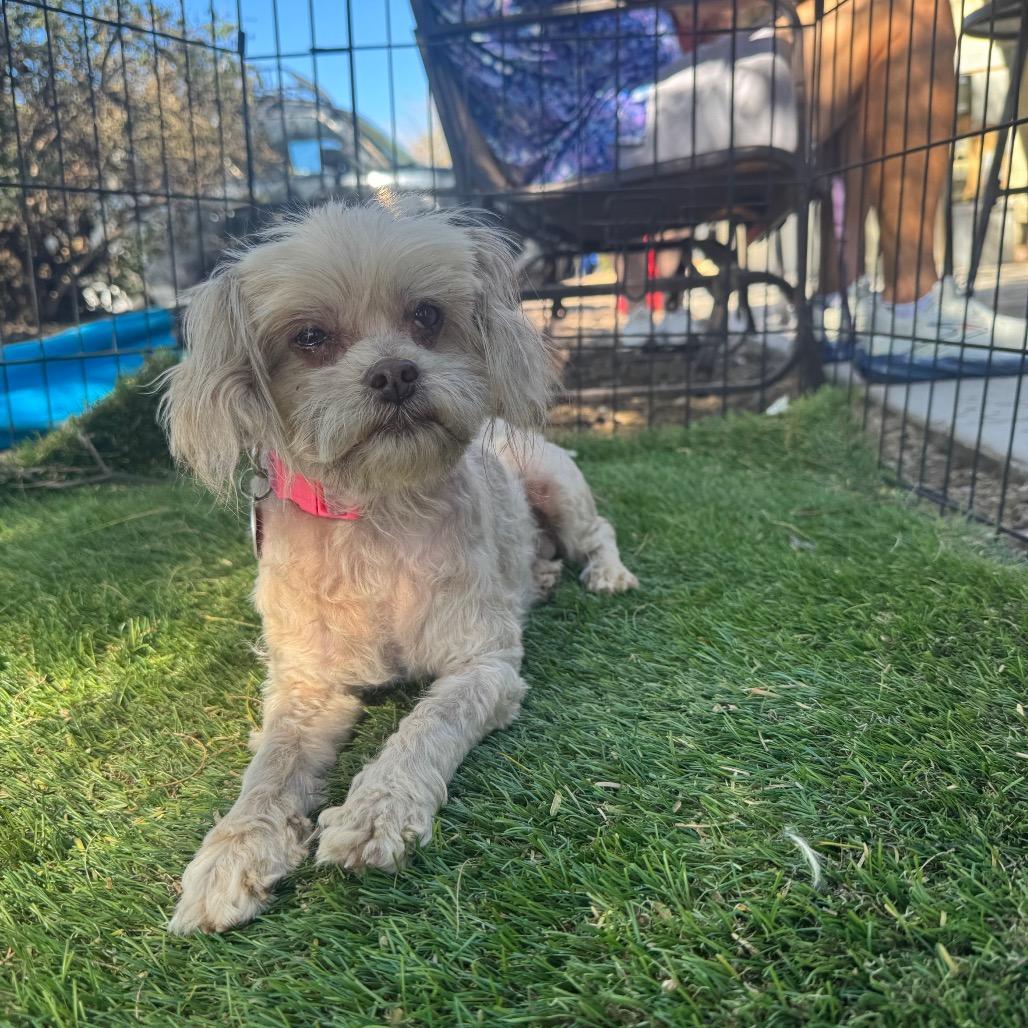 Enlarge Alaska, a Adoptable mixed breed in Phoenix, AZ image 1/1