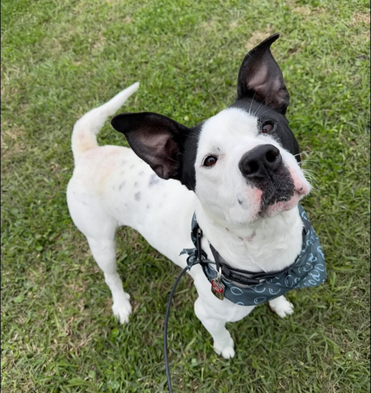 Crush, Adoptable, Young Male American Staffordshire Terrier.