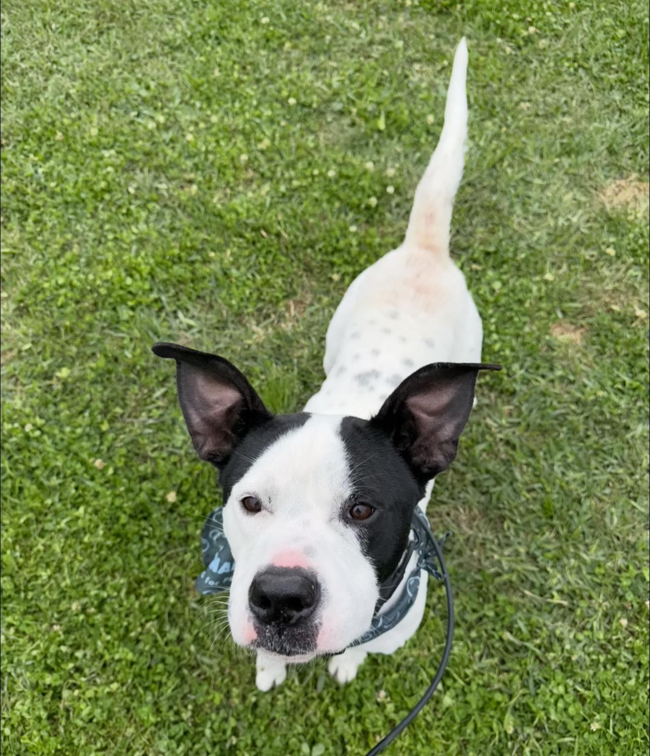 Crush, a Adoptable mixed breed in Jefferson , LA image 2/4