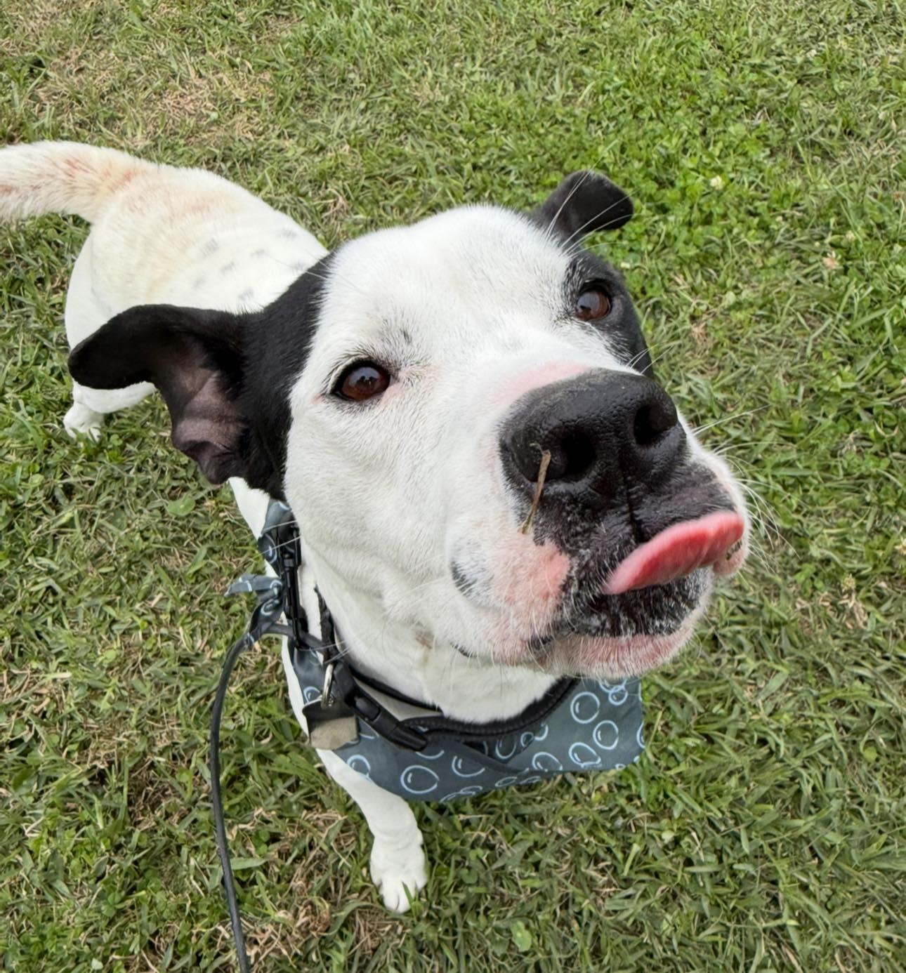 Crush, a Adoptable mixed breed in Jefferson , LA image 3/4