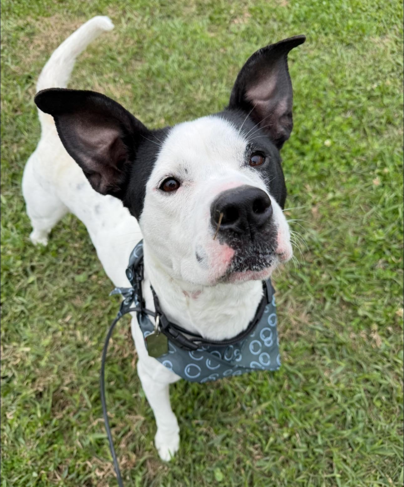 Crush, a Adoptable mixed breed in Jefferson , LA image 4/4