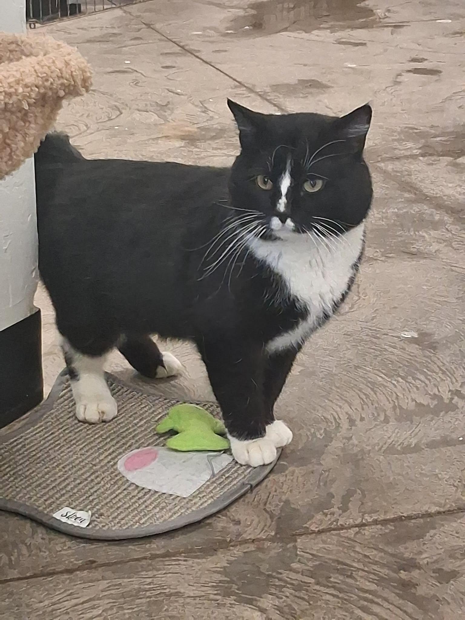 Enlarge Oreo, an adopted Domestic Short Hair in Roosevelt, UT image 2/3