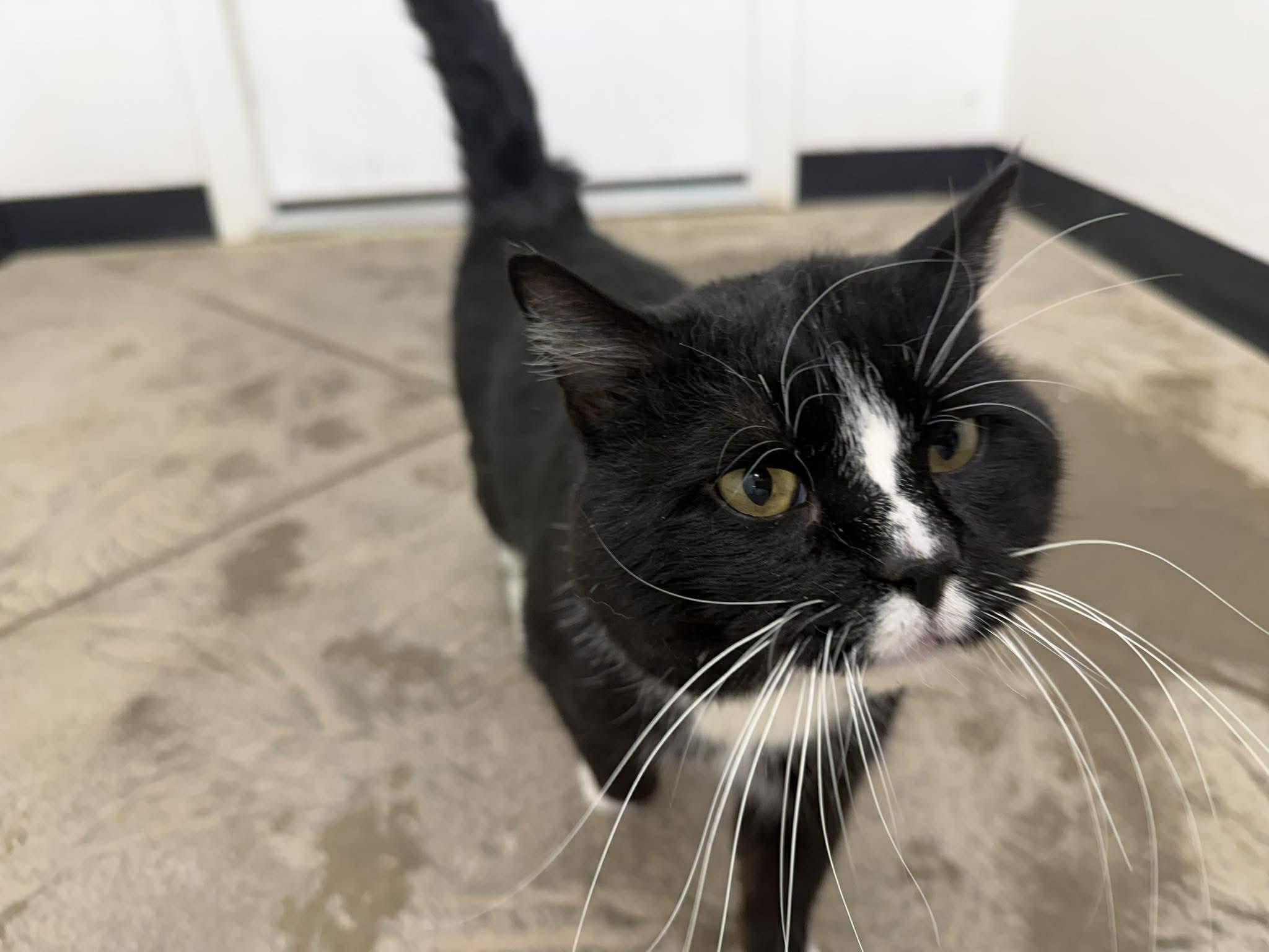 Enlarge Oreo, an adopted Domestic Short Hair in Roosevelt, UT image 3/3