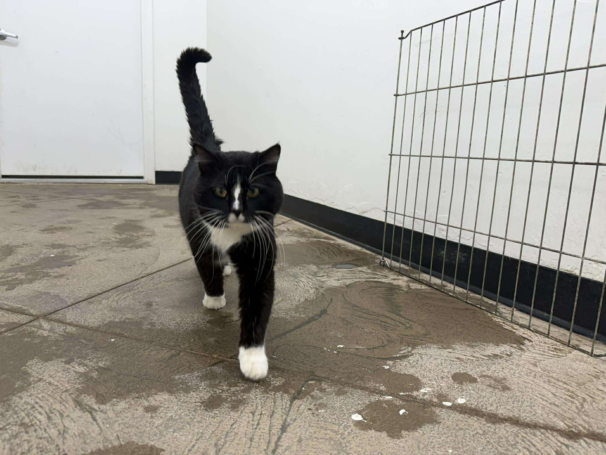 Oreo, adopted, Adult Male Domestic Short Hair.