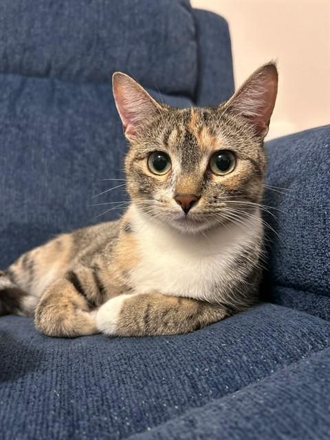 TILLIE, Adoptable, Young Female Domestic Short Hair.