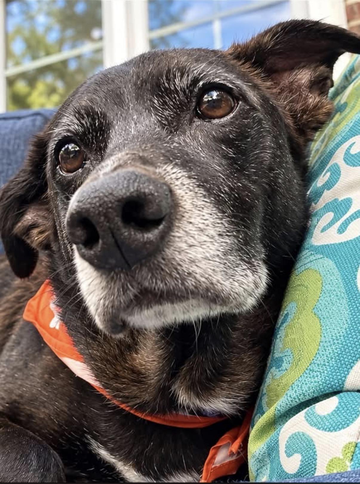Enlarge Scotty, a Adoptable mixed breed in Collingswood, NJ image 1/2
