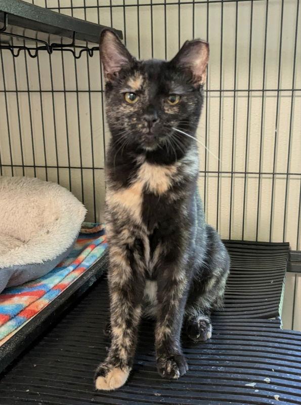 Enlarge Nan, a Adoptable mixed breed in Ocala, FL image 1/3