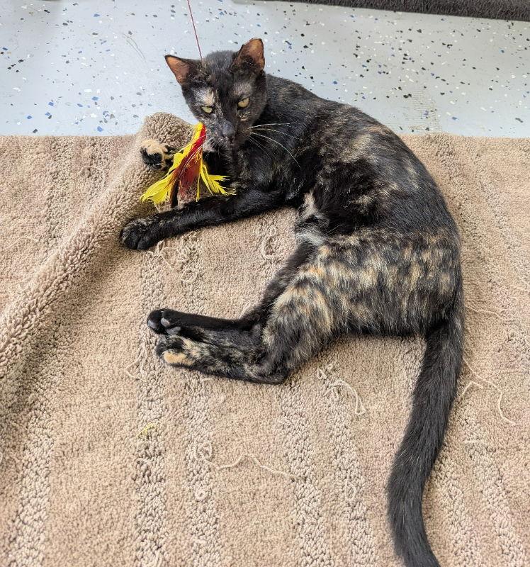 Nan, Adoptable, Adult Female Tortoiseshell & Domestic Short Hair.