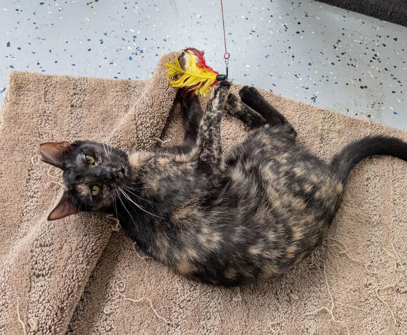 Enlarge Nan, a Adoptable mixed breed in Ocala, FL image 3/3