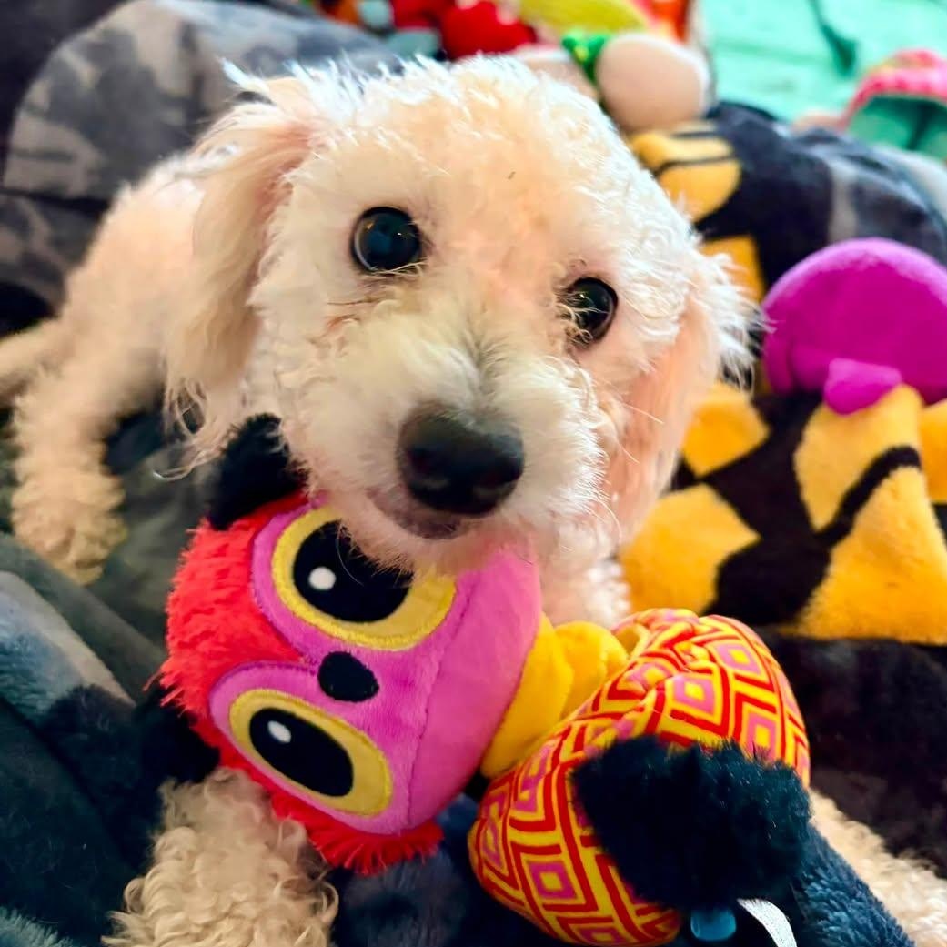 Enlarge Oreana Savor, an adopted Shih poo in Plano, TX image 1/2