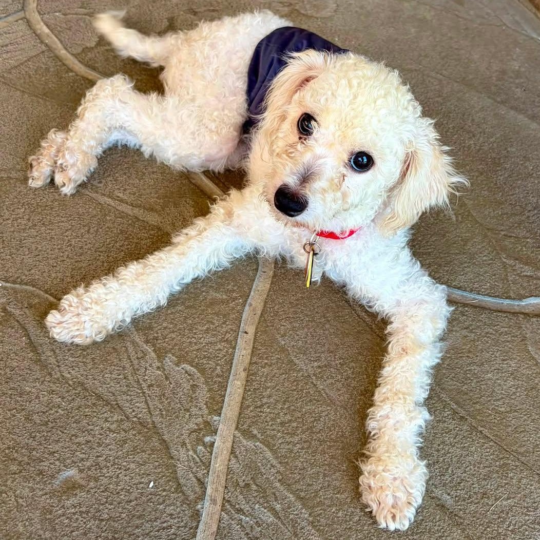 Enlarge Oreana Savor, an adopted Shih poo in Plano, TX image 2/2