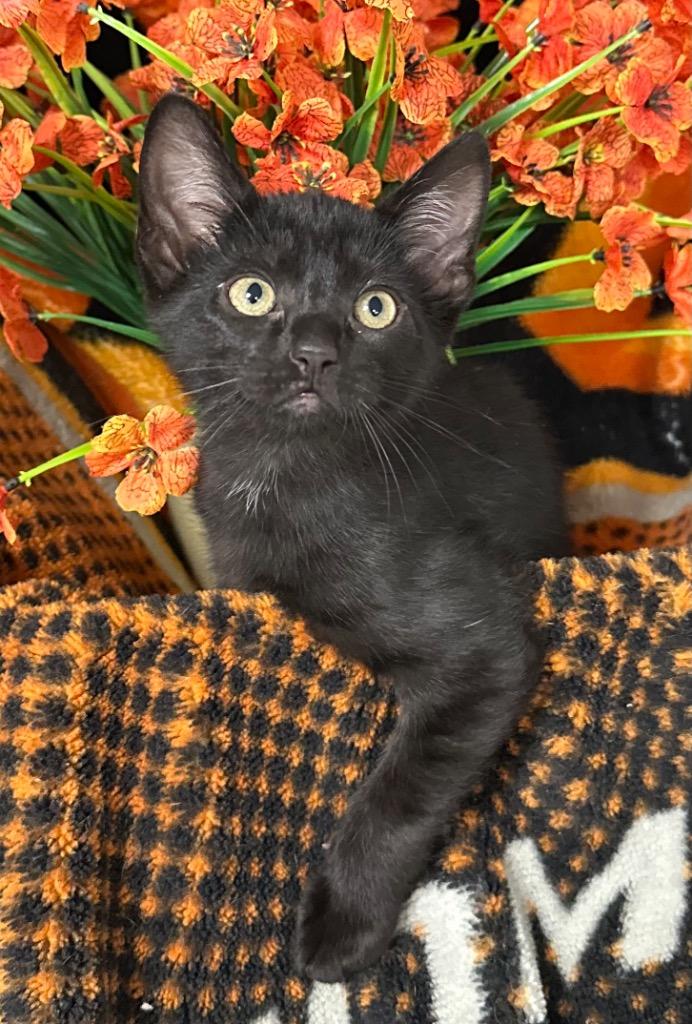 3/9/26 Nugget, Adoptable, Kitten Male Domestic Short Hair.