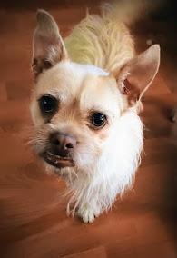 Enlarge CHERRY, a Adoptable mixed breed in Yakima, WA image 6/6