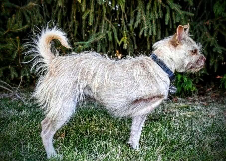 Enlarge CHERRY, a Adoptable mixed breed in Yakima, WA image 4/6