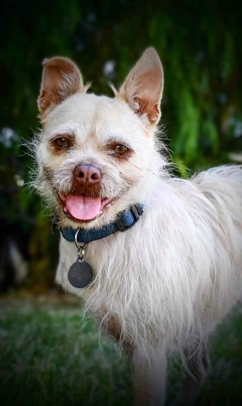 Enlarge CHERRY, a Adoptable mixed breed in Yakima, WA image 3/6