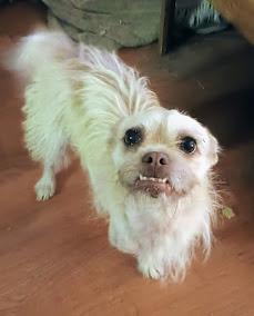 Enlarge CHERRY, a Adoptable mixed breed in Yakima, WA image 2/6