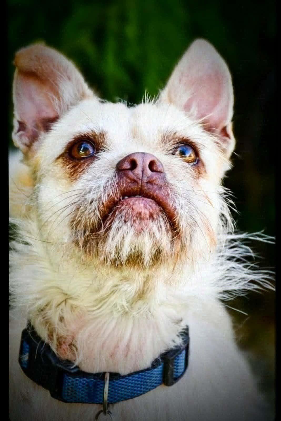 Enlarge CHERRY, a Adoptable mixed breed in Yakima, WA image 1/6