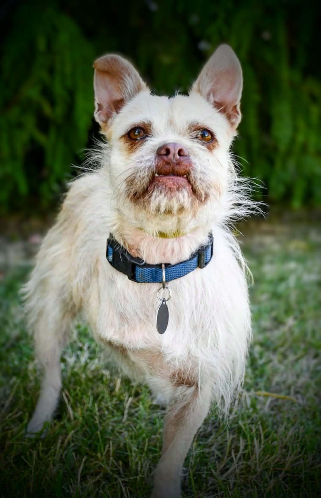 Enlarge CHERRY, a Adoptable mixed breed in Yakima, WA image 5/6