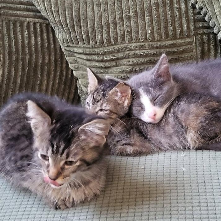 Lulu aka Louise Brooks, a Adoptable Domestic Short Hair in Chicago, IL image 4/5